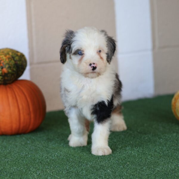 puppy pa