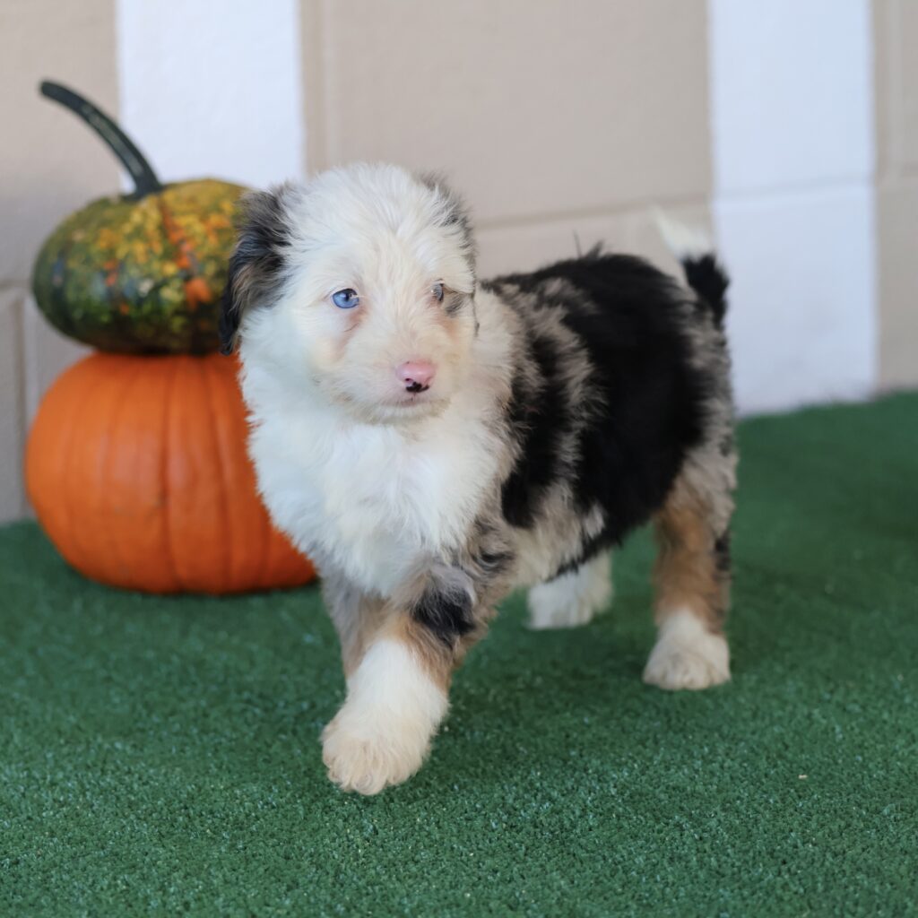 puppy pa