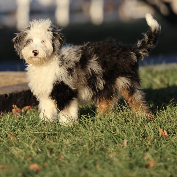 remington miniature bernedoodle