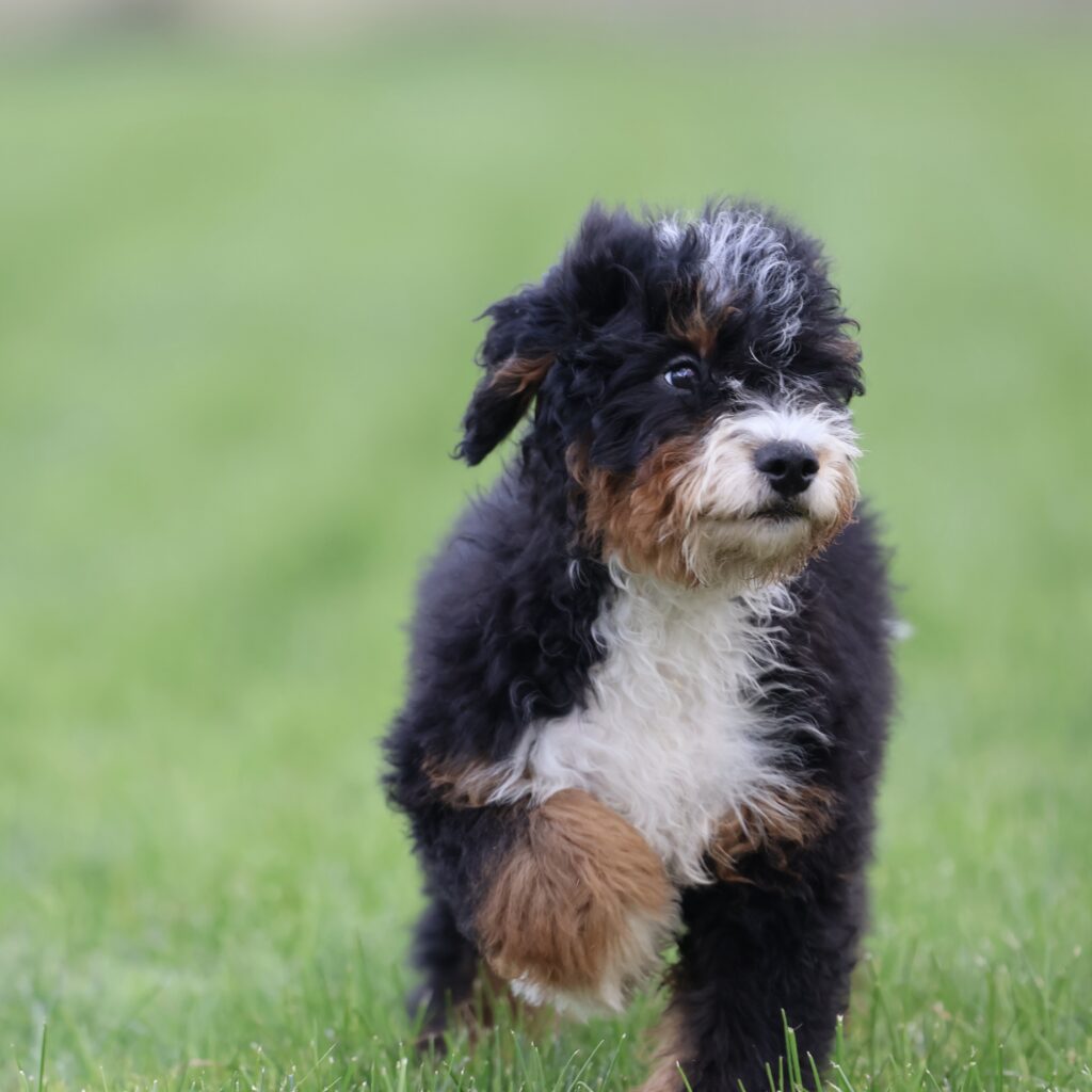Bernedoodle Puppies Lancaster Pa