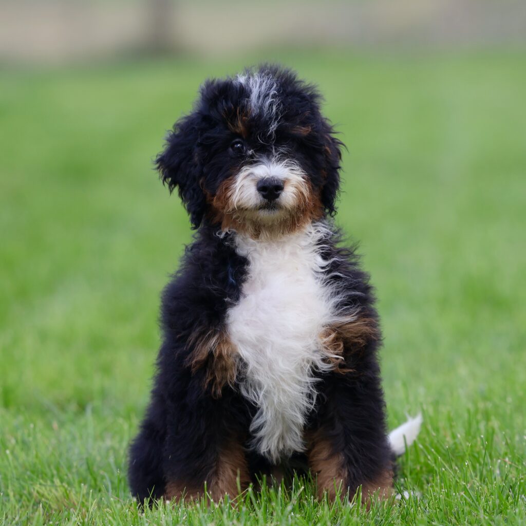 Central Pa dog Breeders
