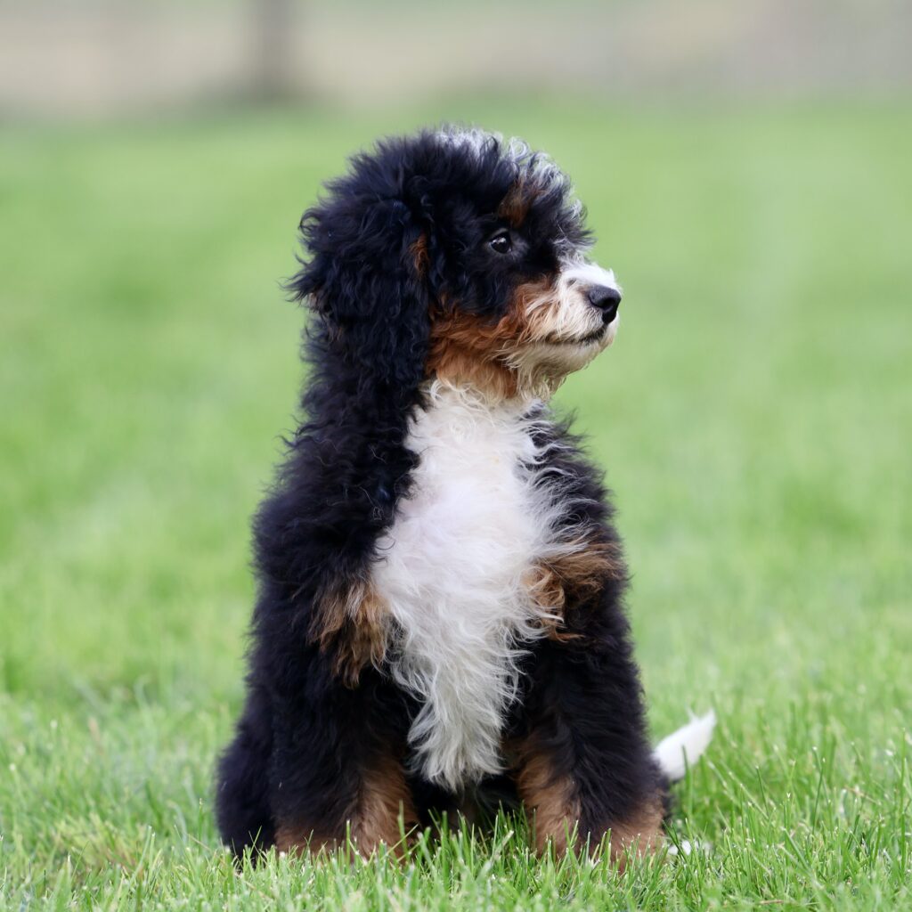 Mini Bernedoodle Puppies