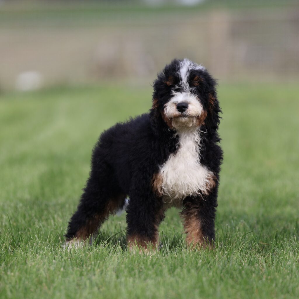 bernedoodle puppies