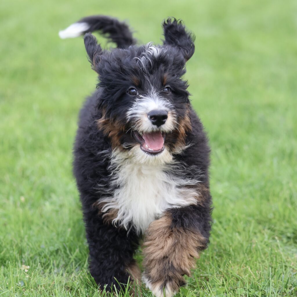 bernedoodle puppies