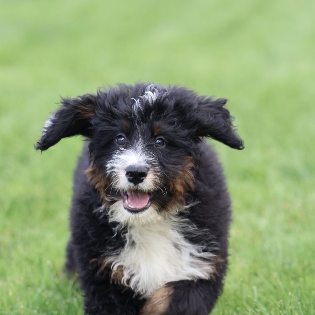 bernedoodle puppies lancaster pa