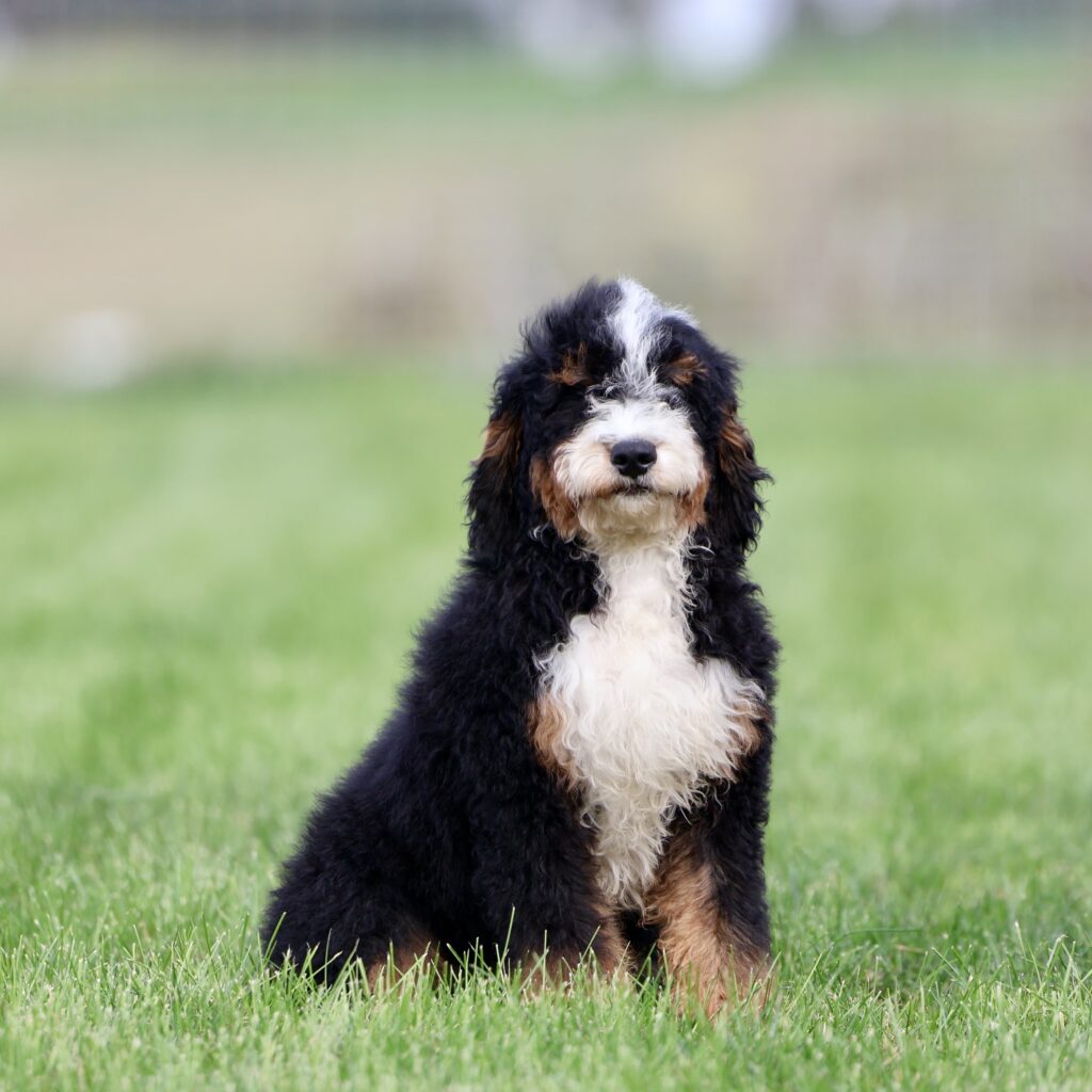 bernedoodle puppies pa