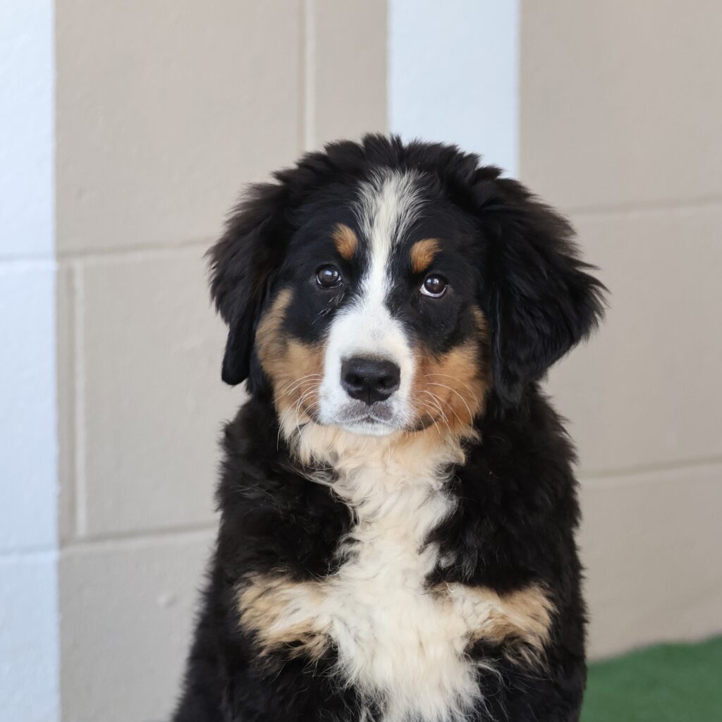 cute Bernese mountain dog puppy