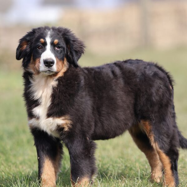 cute bernese mountain dog puppy