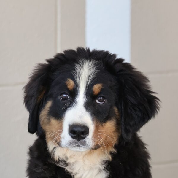 cute bernese mountain dog puppy