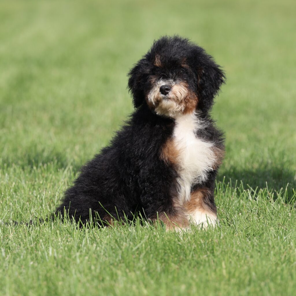 dog breeders in central pa