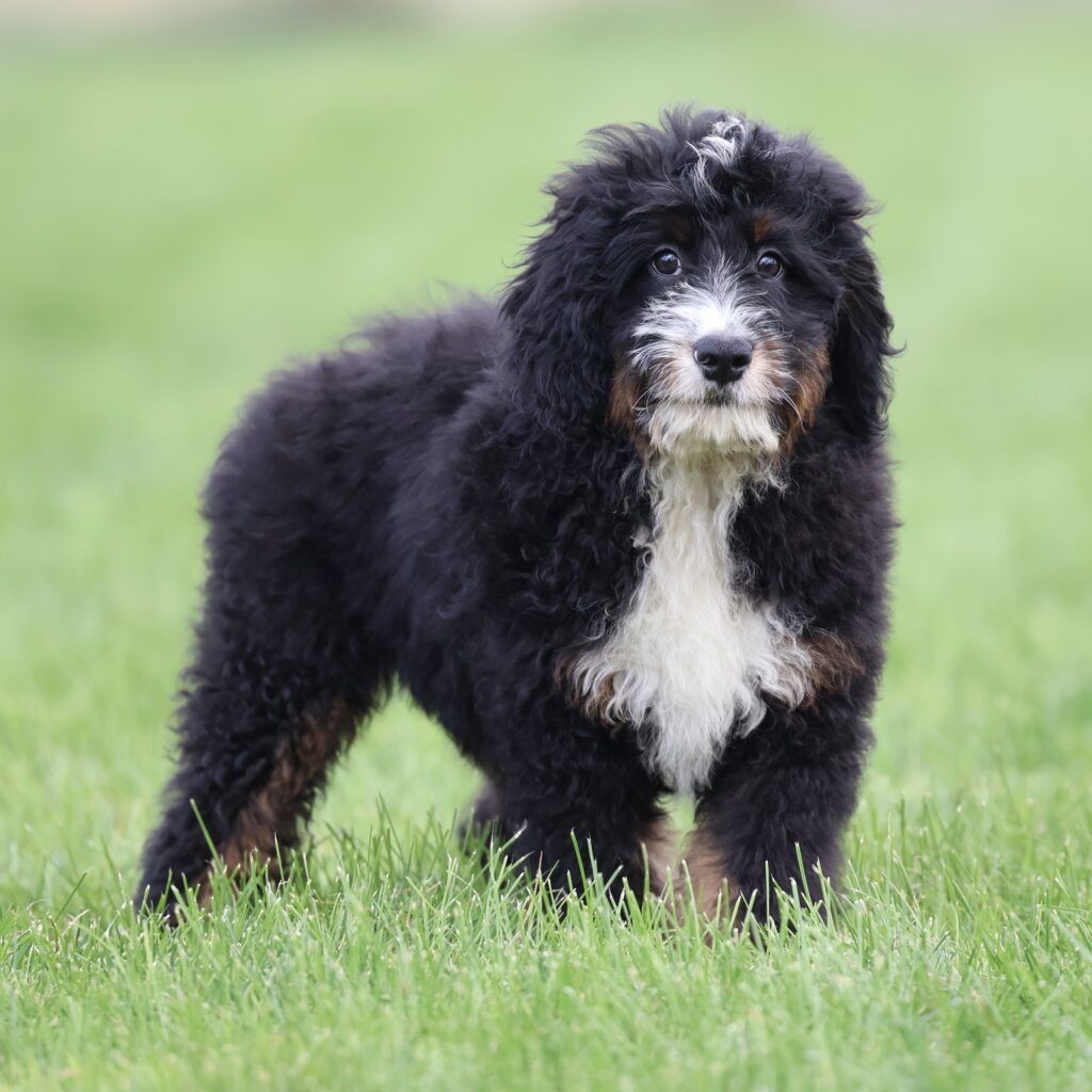 dog breeders in central pa