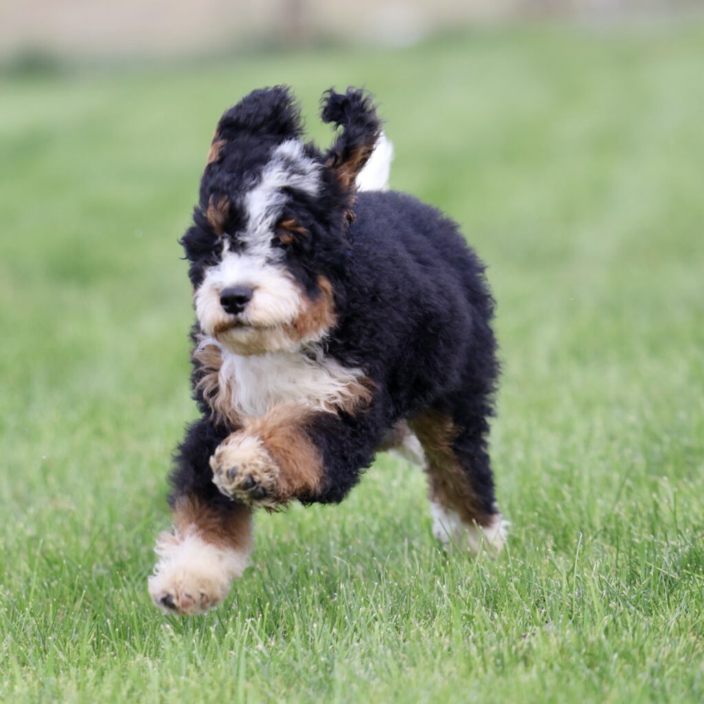 dog breeders in central pa