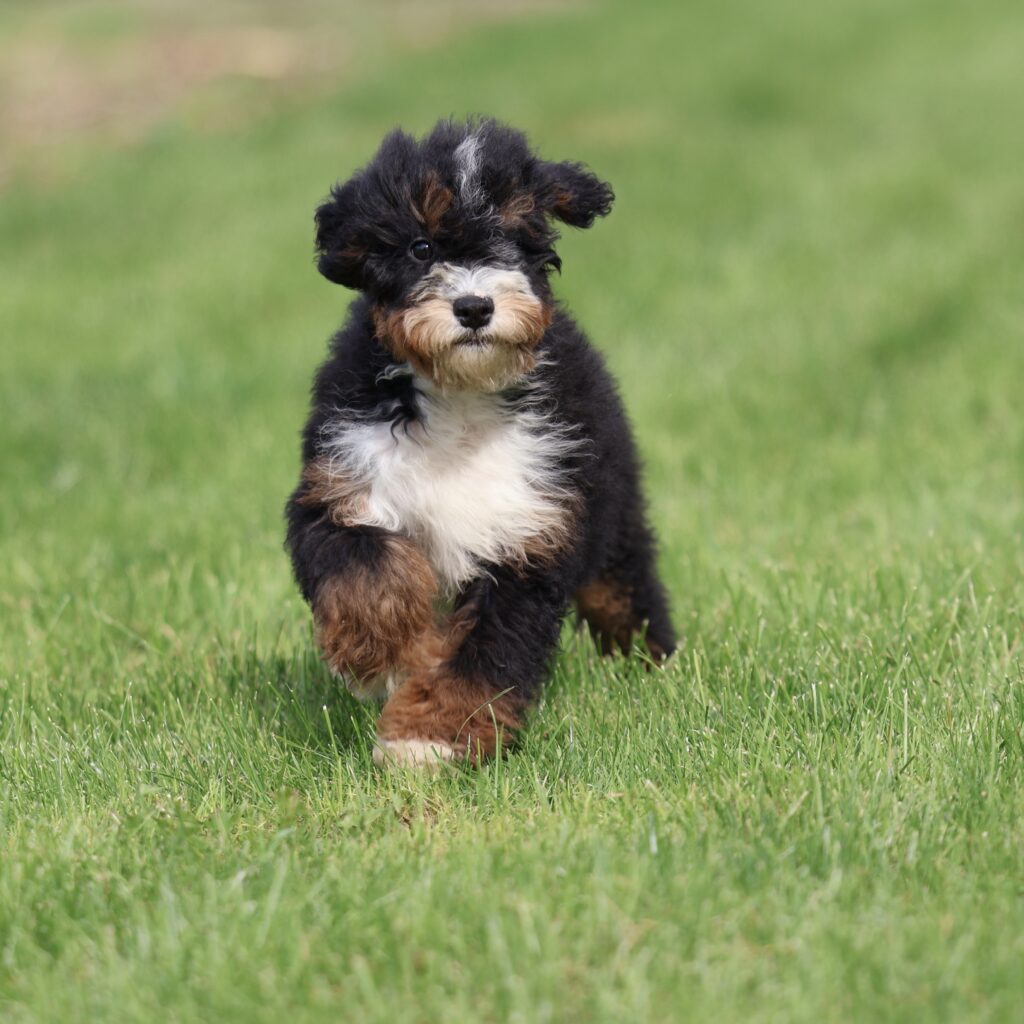 dog breeders in central pa