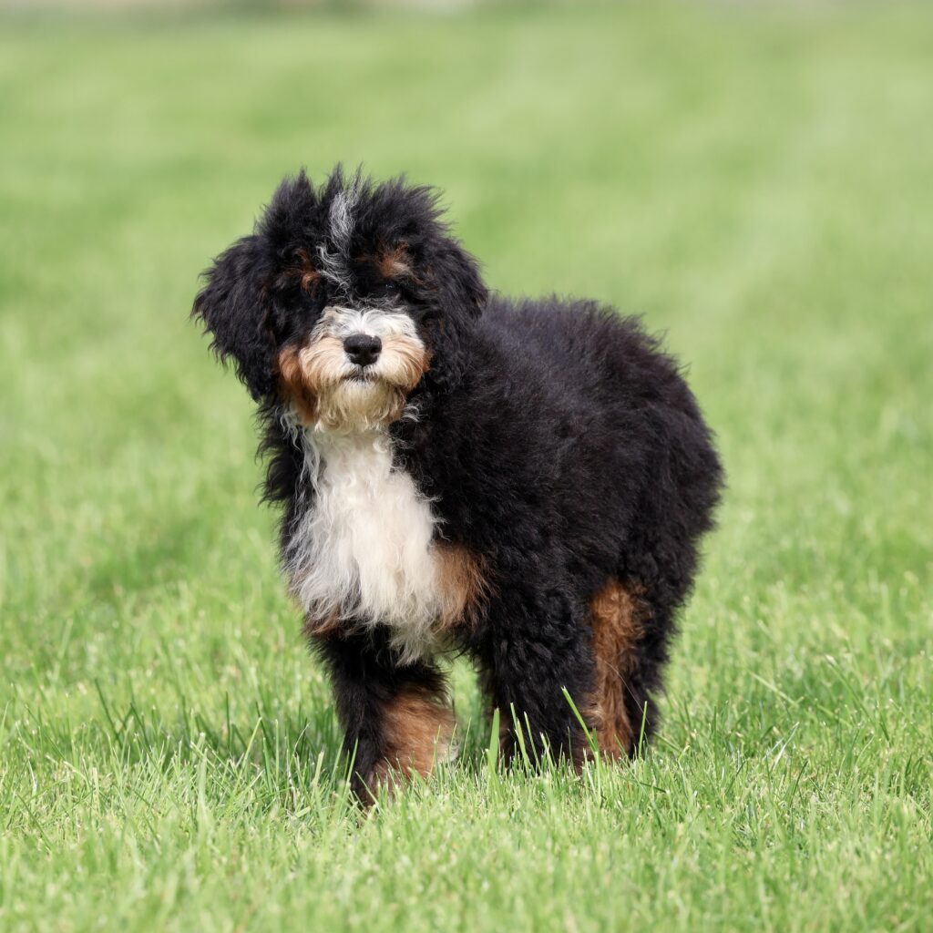 fluffy bernedoodle puppies