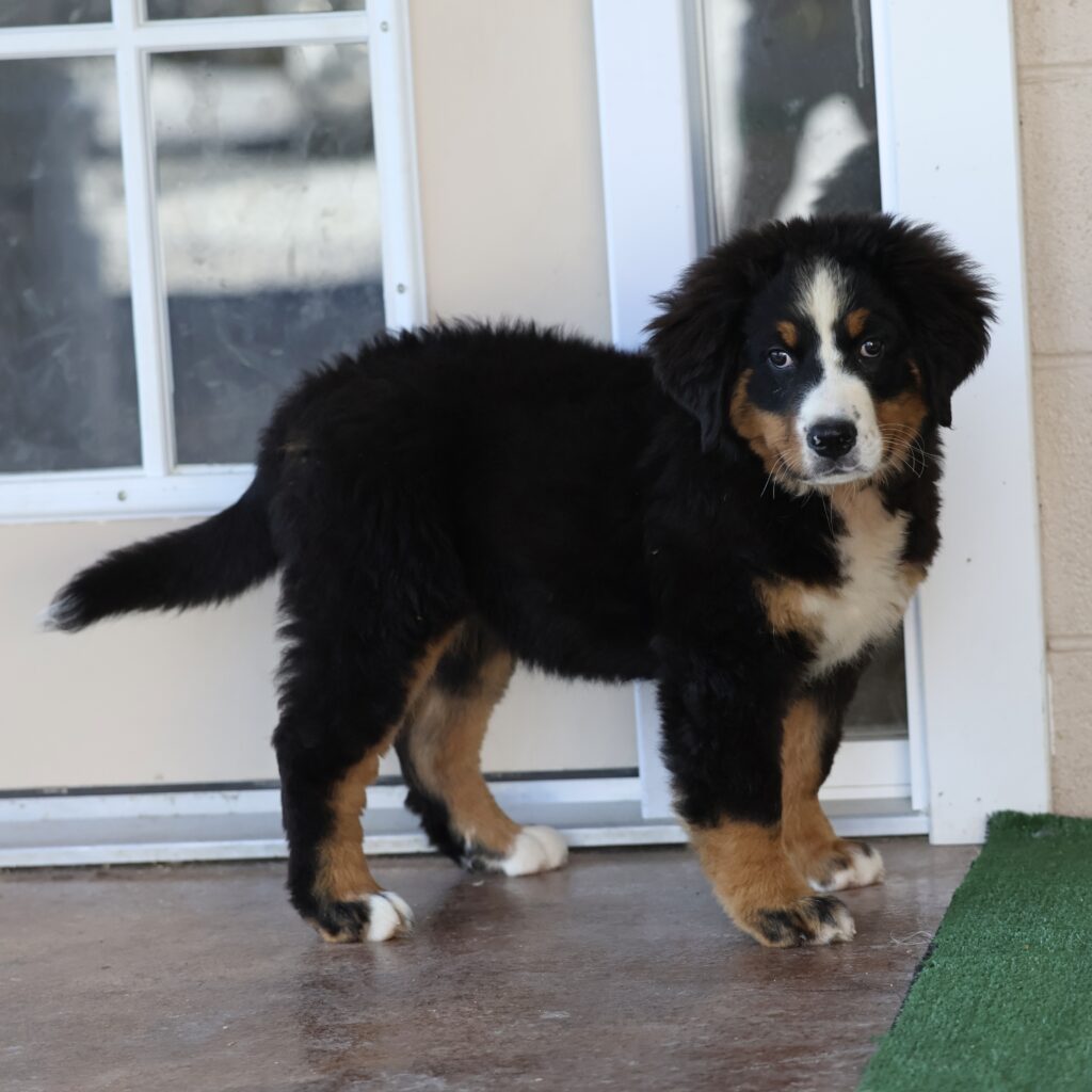 fluffy bernese mountain dog puppy