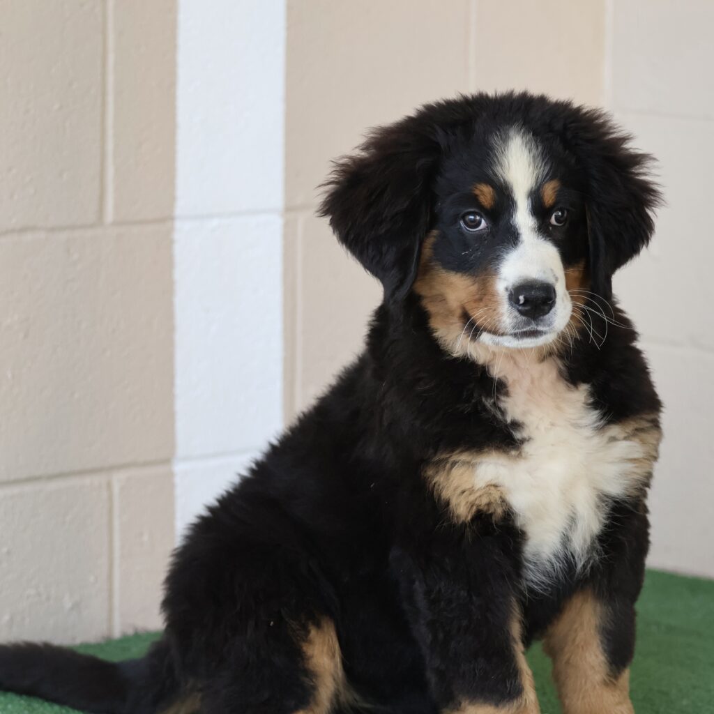 fluffy bernese mountain dog puppy
