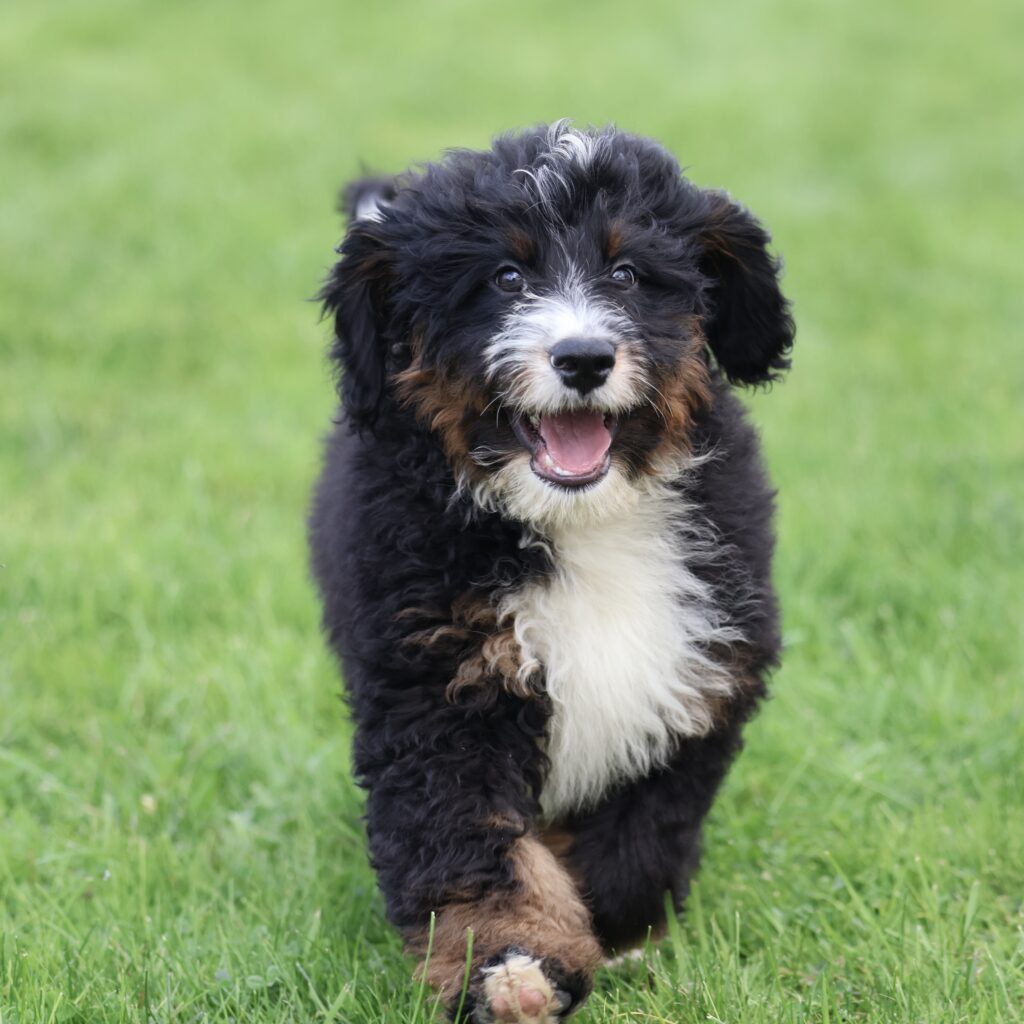 mini bernedoodle puppies