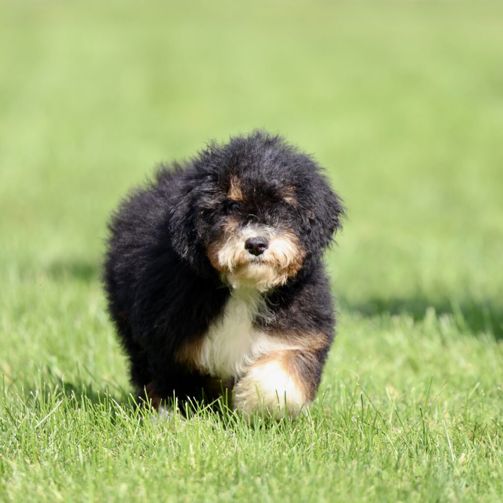 mini bernedoodle puppies