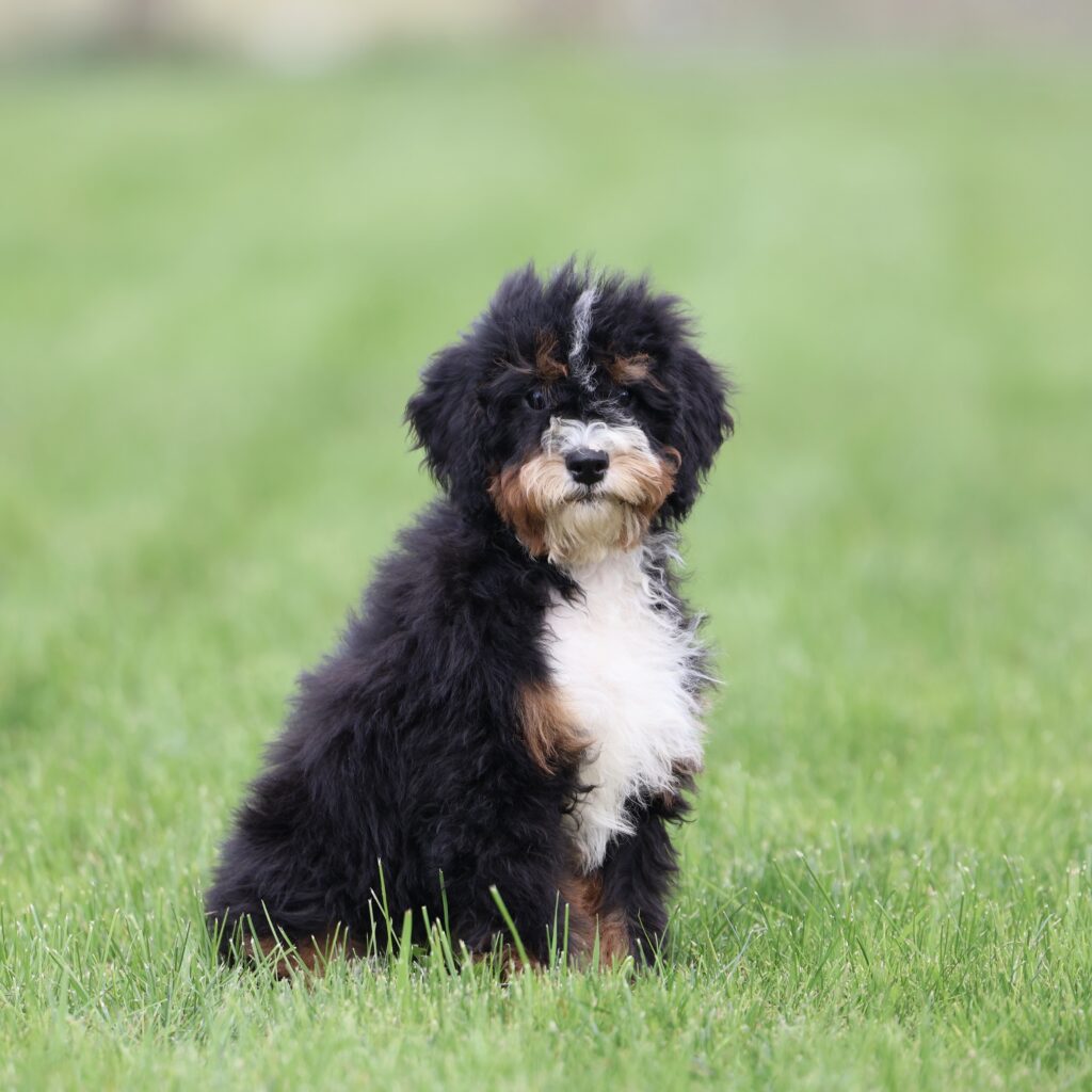 mini bernedoodle puppies
