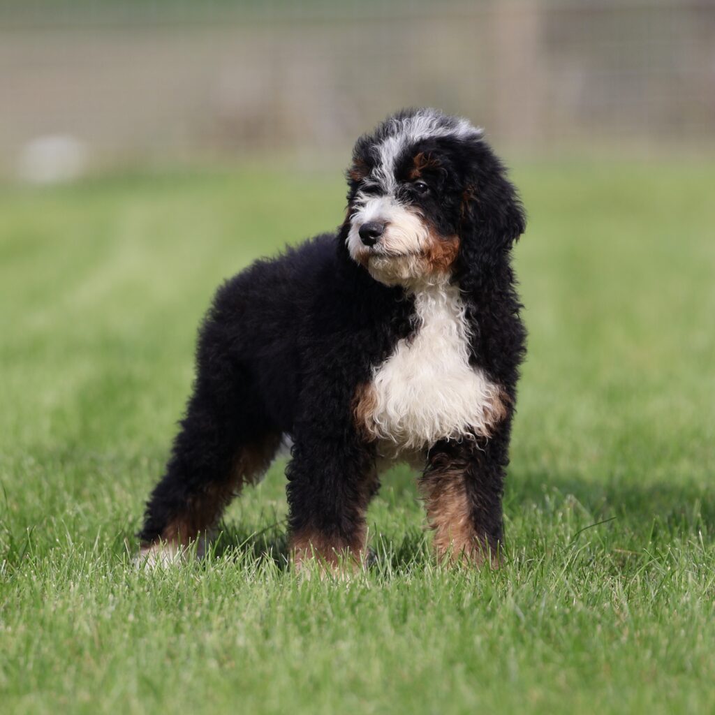 mini bernedoodle puppies lancaster pa