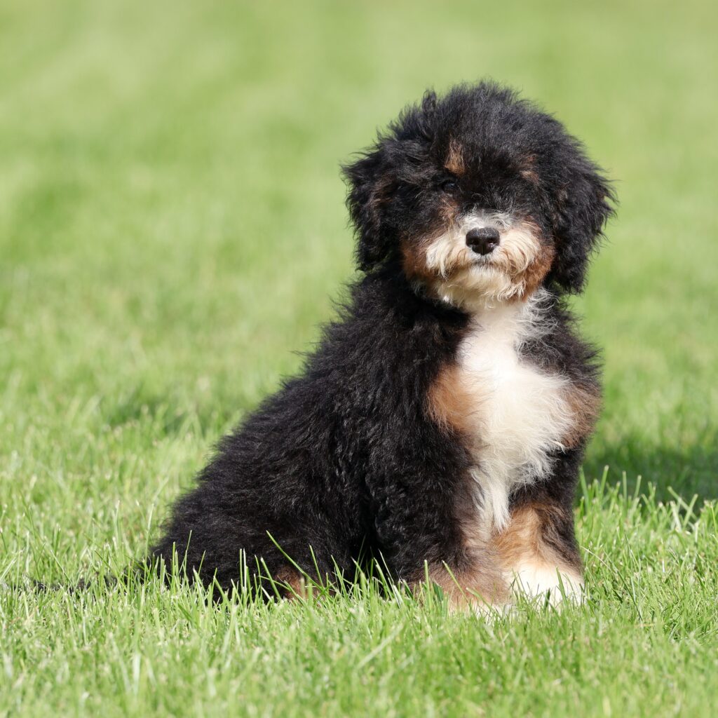 mini bernedoodle puppies lancaster pa