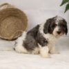 adopt a bernedoodle