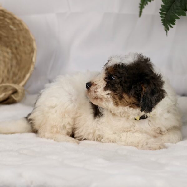 are bernedoodles hypoallergenic