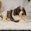 bernedoodle breeders pa