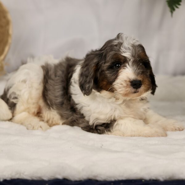 bernedoodle breeders pa