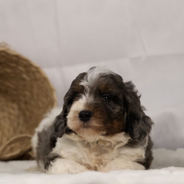 bernedoodle f2