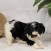 bernedoodle full grown