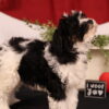 bernedoodle hpoyallergenic