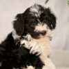 bernedoodle lifespan