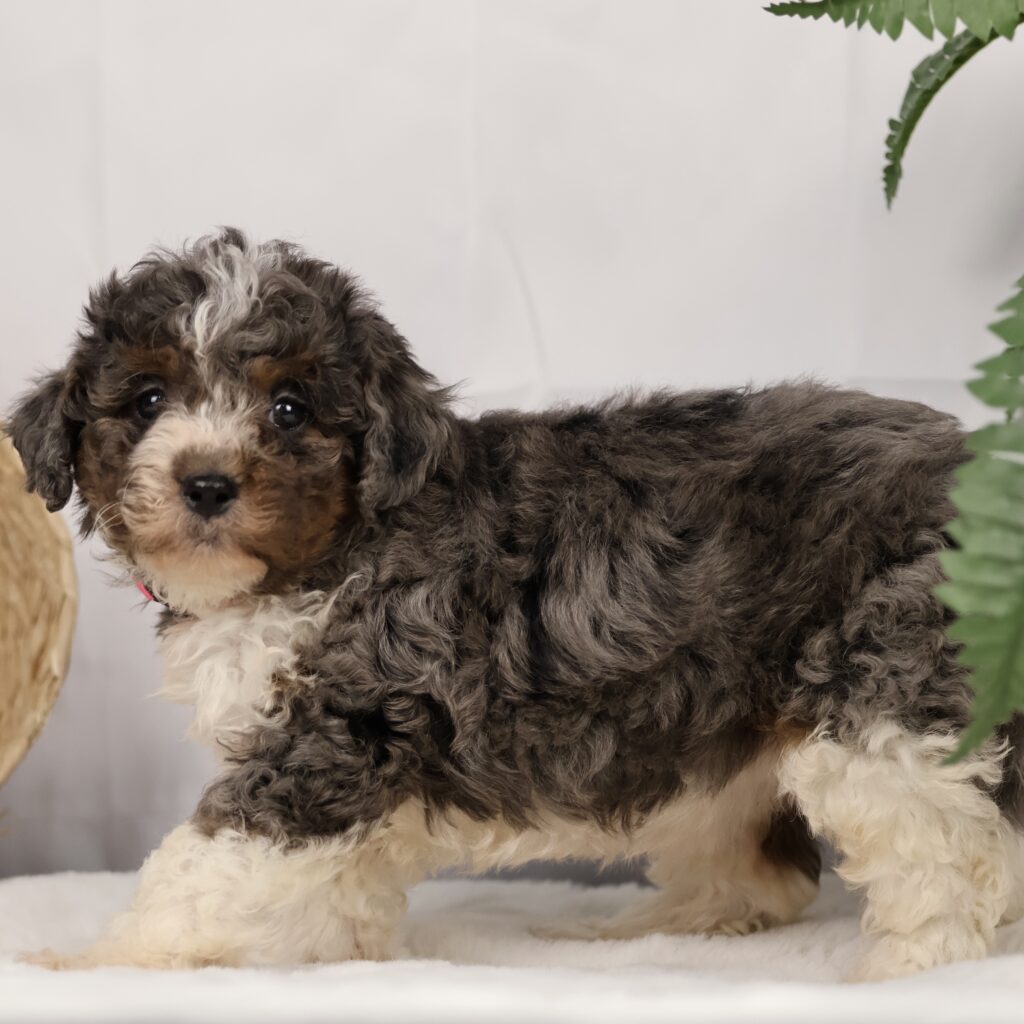 wavy coat bernedoodle price