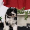 bernedoodle puppies for sale