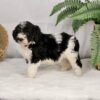bernedoodle puppies for sale