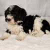 bernedoodle puppies near me