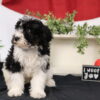 bernedoodle puppy