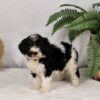 bernedoodle puppy