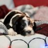 dog breeders in central pa