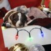 dog breeders in central pa
