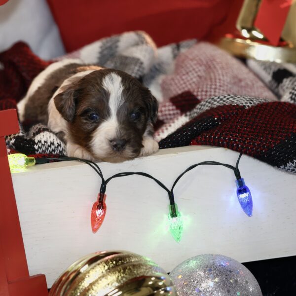 dog breeders in central pa