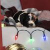 dog breeders in lancaster pa