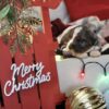 dog breeders in lancaster pa