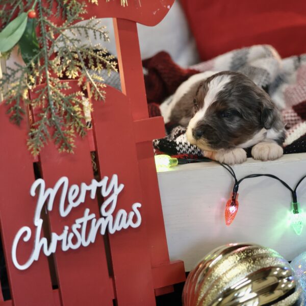 dog breeders in lancaster pa