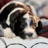 dog breeders in lancaster pa