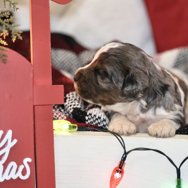 dog breeders in pa