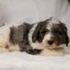 lancaster bernedoodle