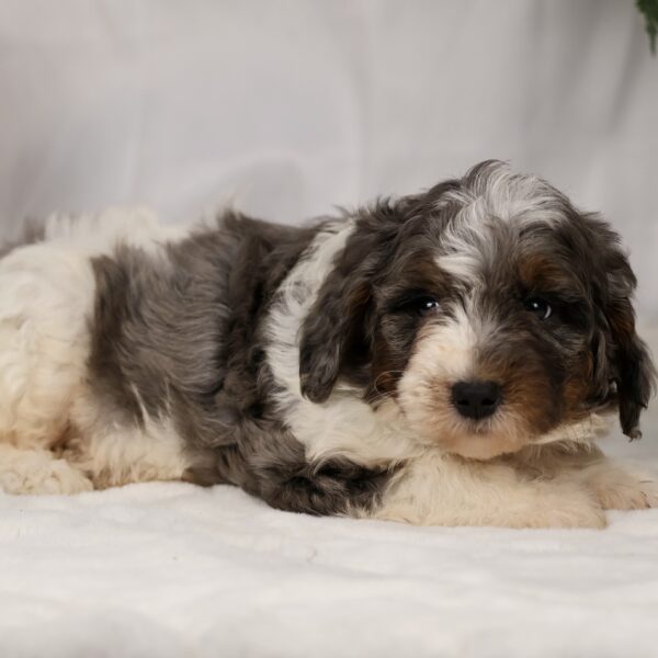 lancaster bernedoodle