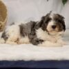 lancaster bernedoodle puppies